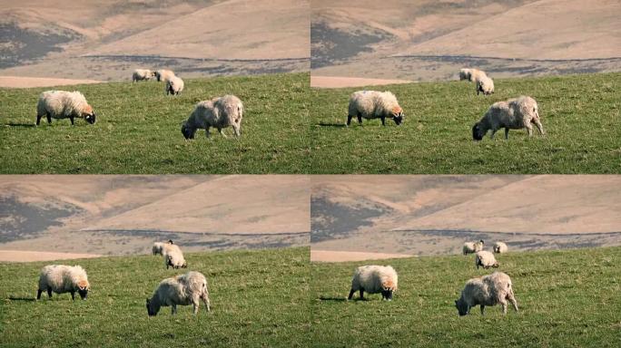 绵羊在温暖的夏日吃草
