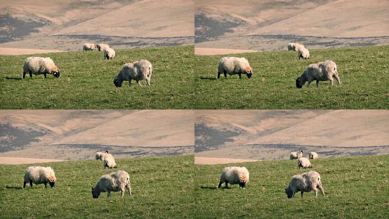 绵羊在温暖的夏日吃草