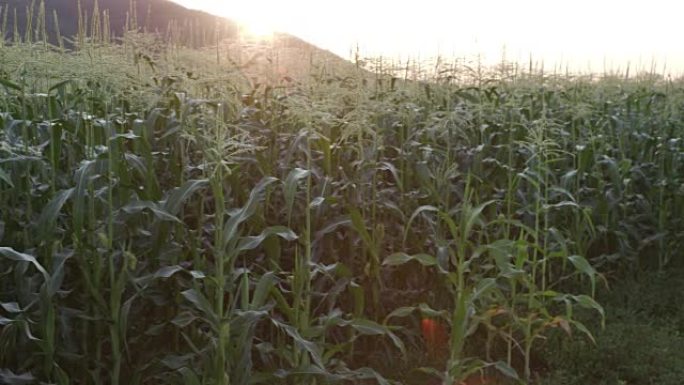 玉米田的全景背光拍摄