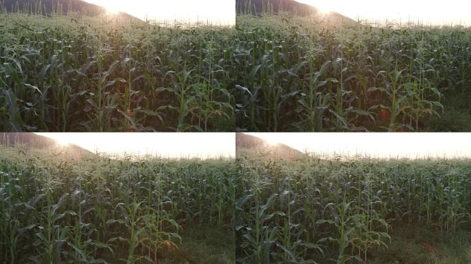 玉米田的全景背光拍摄