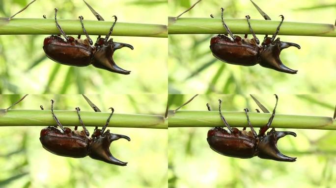 犀牛鹿甲虫