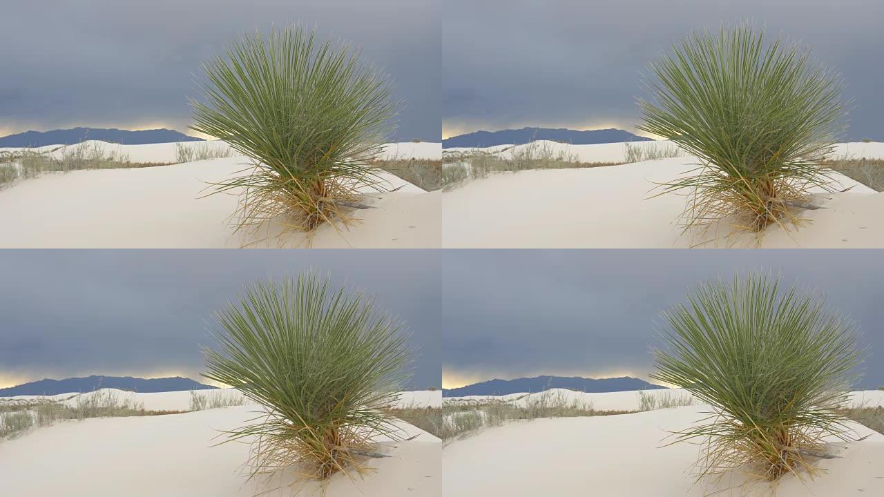 在沙质沙漠暴风雨来临之前，肥皂树在风中摇曳