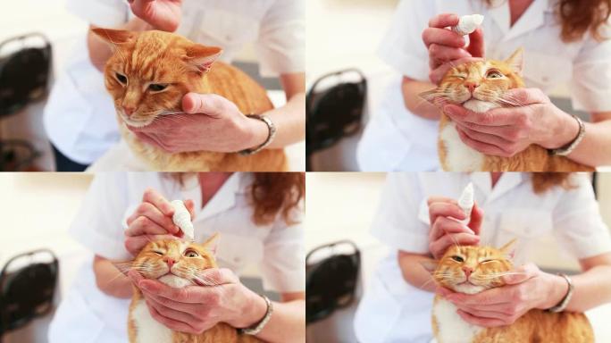 兽医给猫滴眼药水给猫做检查宠物养猫