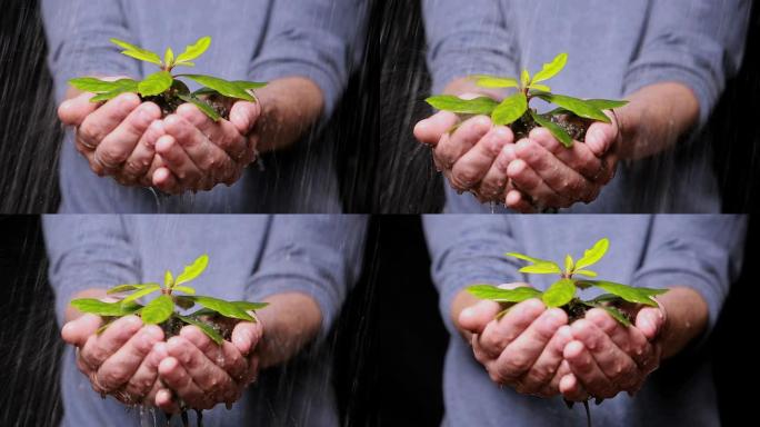 手在雨中牵着幼苗