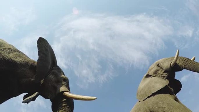 博茨瓦纳奥卡万戈三角洲摄像机正上方大象喝水的不寻常角度镜头