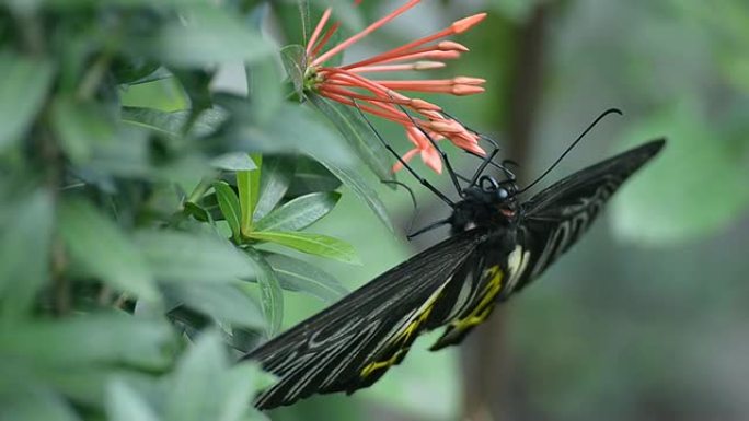 金鸟蝶（Troides aeacus）