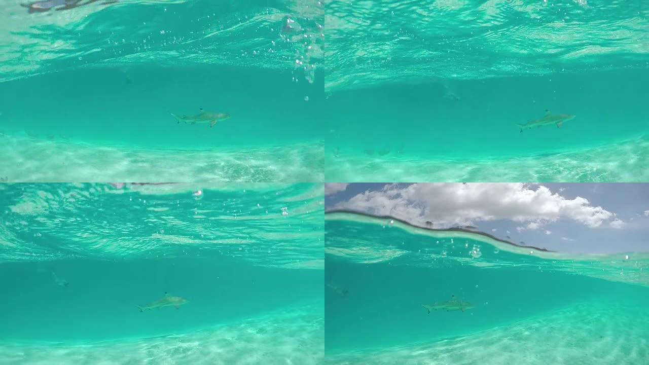 年轻女子在岛泻湖浮潜，鲨鱼在她周围游泳
