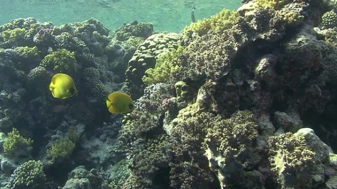 蝴蝶鱼热带鱼海洋大海野生动物