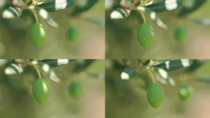 高清：橄榄树枝被风缠住