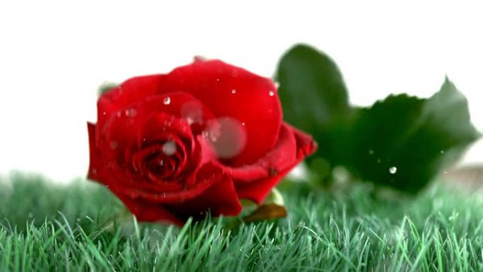 红玫瑰落在绿色的地面上
