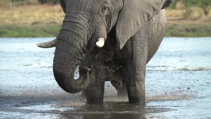 大象公牛的慢动作向博茨瓦纳自己祈祷水