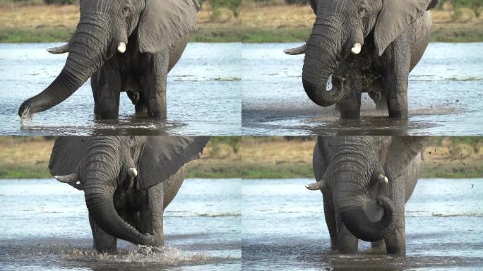 大象公牛的慢动作向博茨瓦纳自己祈祷水