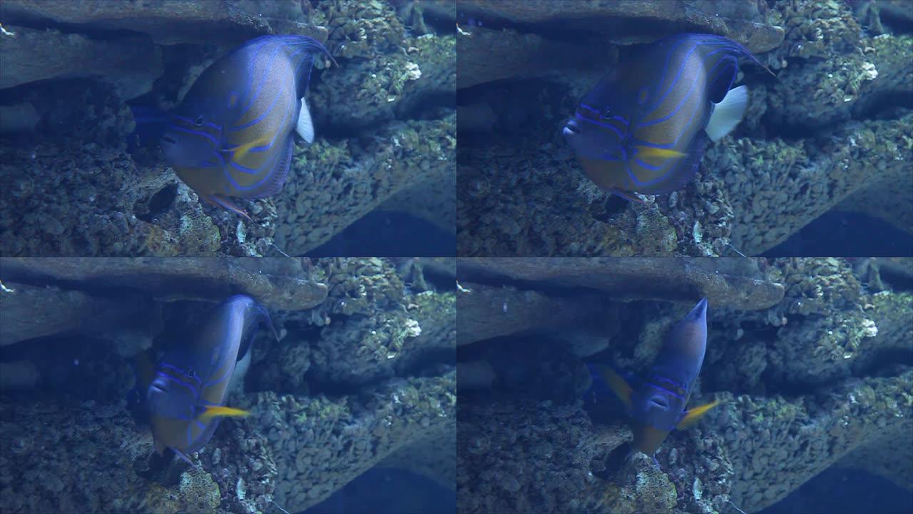 蓝色的鱼躲在珊瑚礁里。