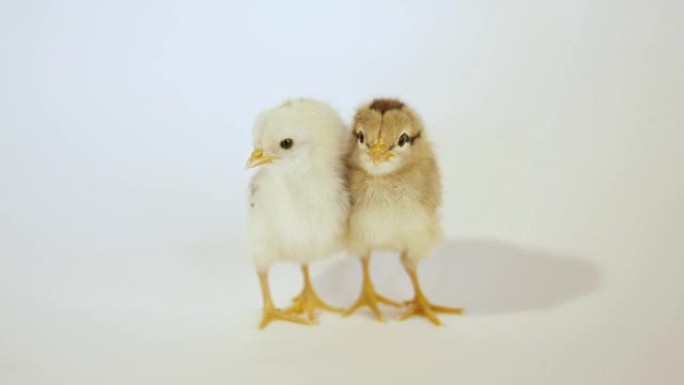 慢动作特写: 白色背景下的两只新孵化的小鸡