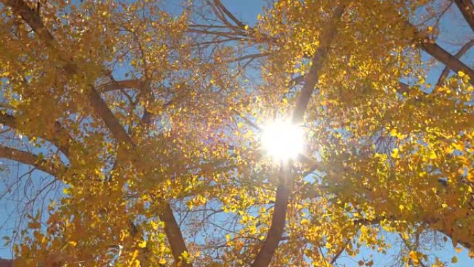 阳光明媚的秋天，明亮的阳光透过五颜六色的黄色树叶闪耀