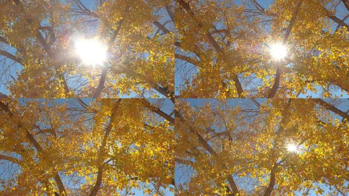 阳光明媚的秋天，明亮的阳光透过五颜六色的黄色树叶闪耀