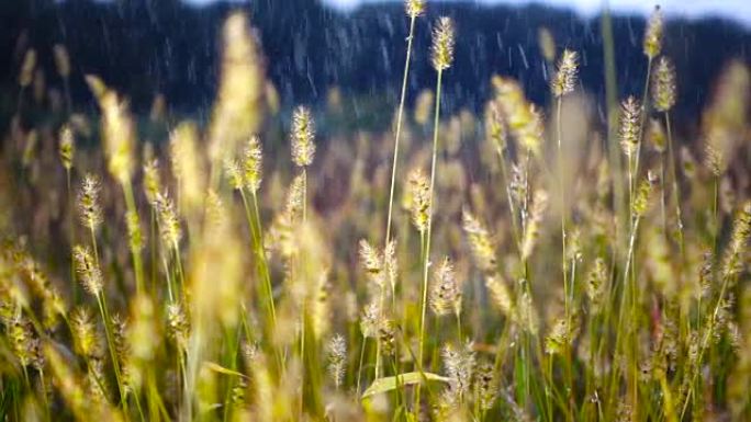 雨落在草地上