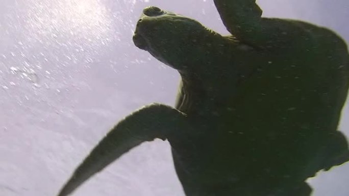 绿海龟潜水绿海龟潜水