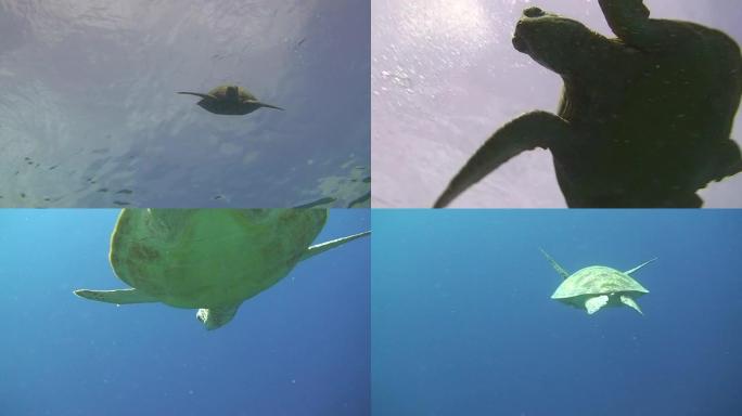 绿海龟潜水绿海龟潜水