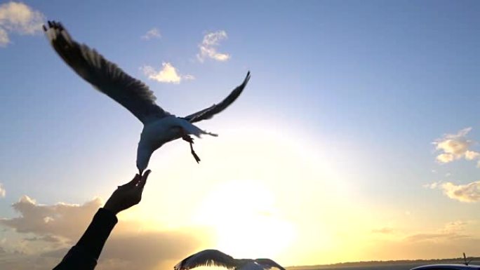 慢动作特写: 在美丽的日落时喂养饥饿的无畏海鸥