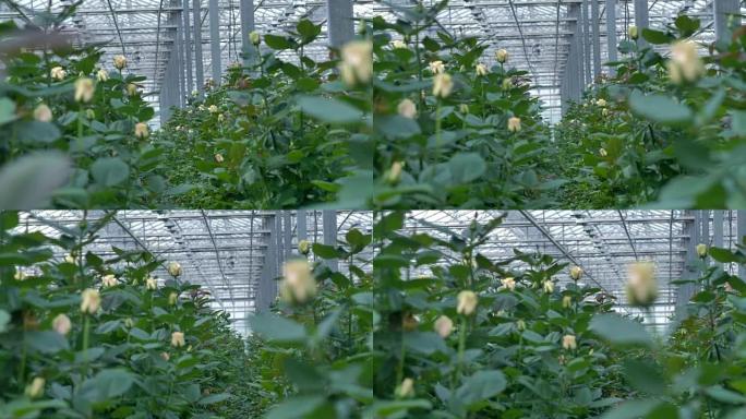 温室内一排正在生长的白玫瑰灌木丛之间的景色。4K。