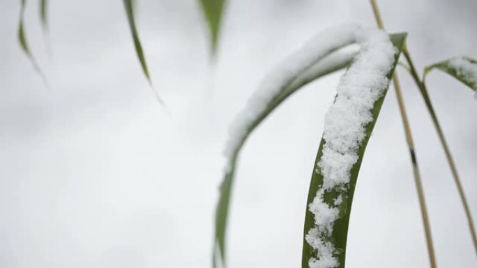 竹叶和鲜雪-3个片段