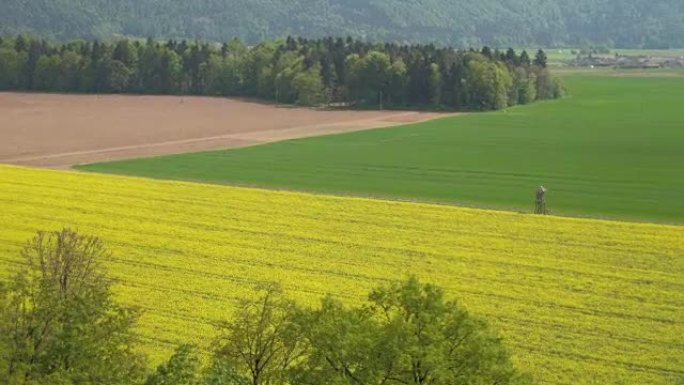 空中: 美丽的大农业绿色小麦和黄色芸苔属rapa田