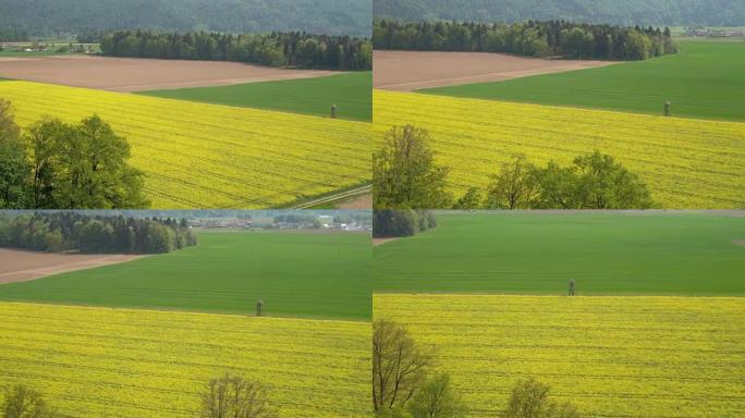 空中: 美丽的大农业绿色小麦和黄色芸苔属rapa田