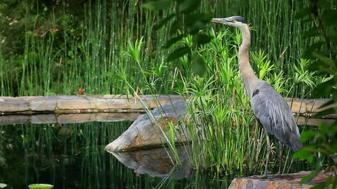 勺状蓝鹭野生动物保护生物生态飞翔飞鸟