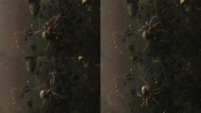 蜘蛛，微距镜头蜘蛛