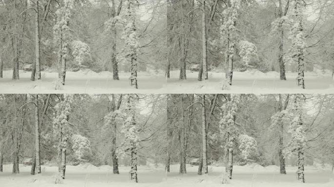 暴风雪中的积雪覆盖着冬天的树木