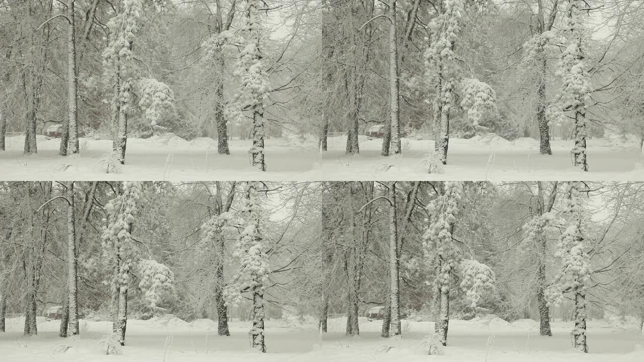 暴风雪中的积雪覆盖着冬天的树木