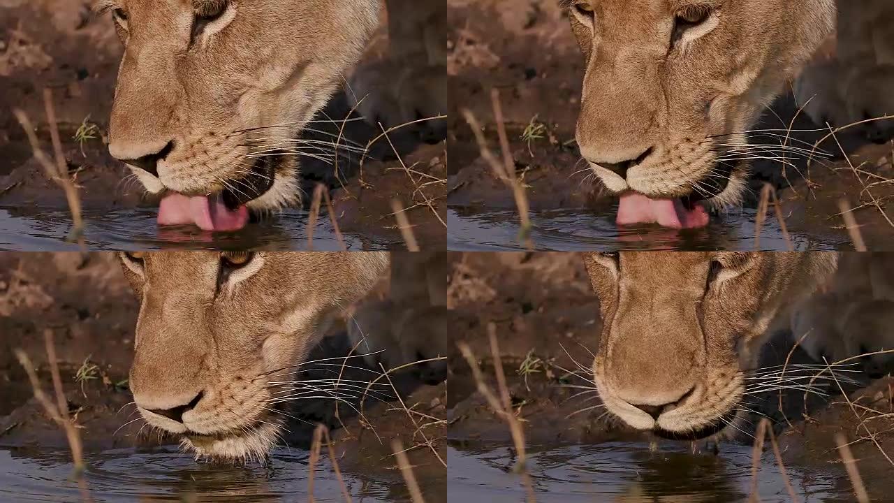 博茨瓦纳母狮饮酒的慢动作