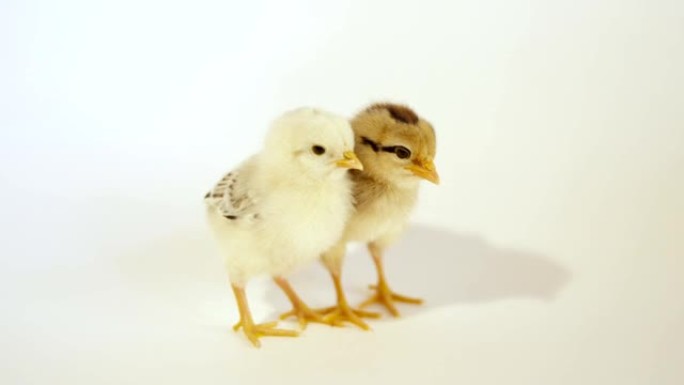 特写: 白色背景下的几只新孵化的小鸡