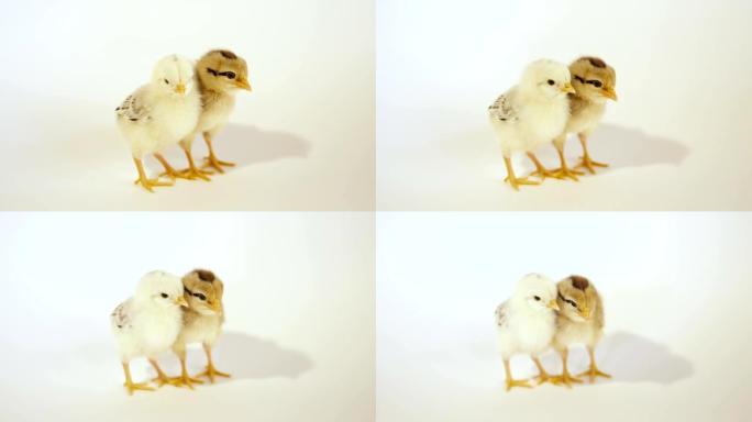 特写: 白色背景下的几只新孵化的小鸡