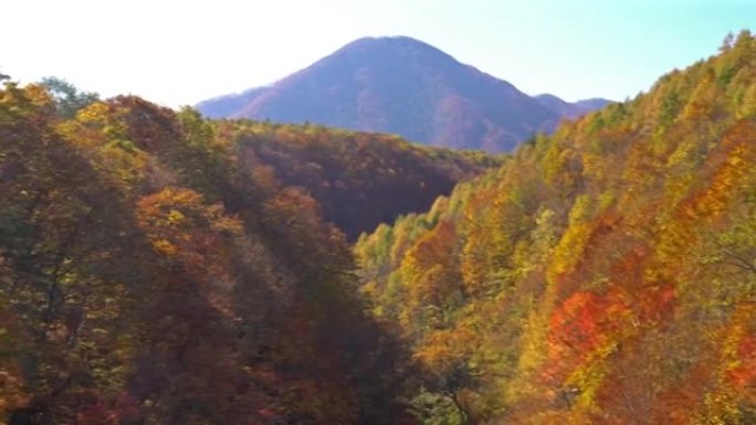 平移镜头: 日本福岛会津若松市秋红离开森林的中津川桥