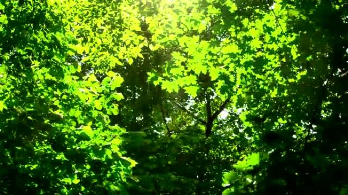 阳光穿过树木。杨木绒毛飞翔。