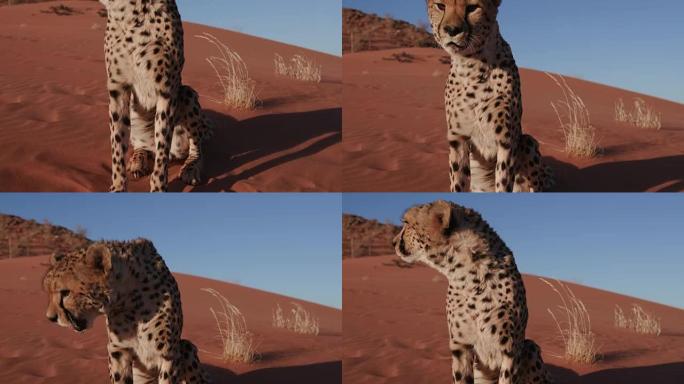 4k向上平移的猎豹坐在纳米布沙漠的红色沙丘上