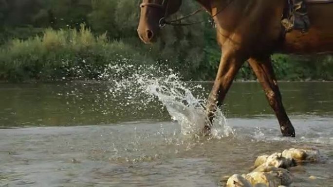 特写: 深棕色的马沿着岩石河岸在水中行走