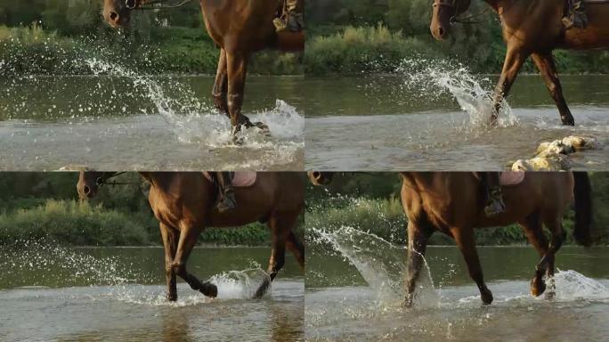 特写: 深棕色的马沿着岩石河岸在水中行走