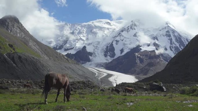 雪山背景上的野马。吉尔吉斯斯坦天山