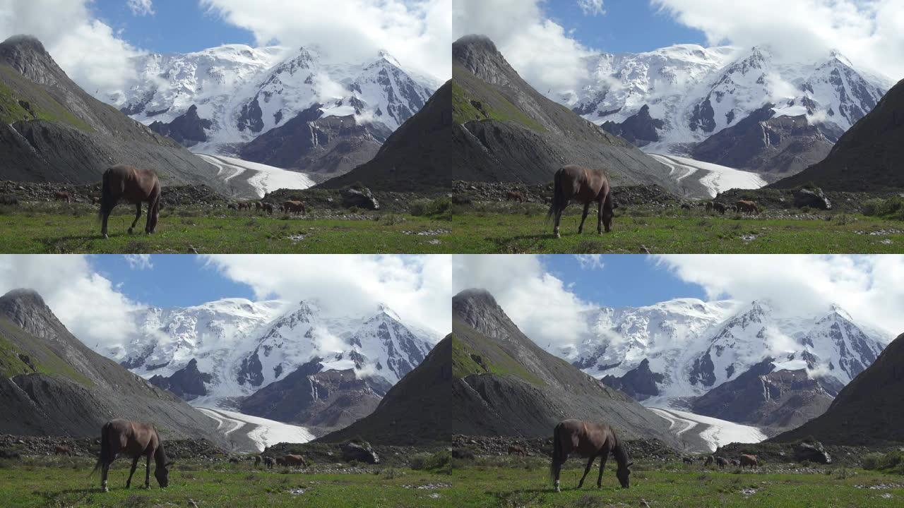 雪山背景上的野马。吉尔吉斯斯坦天山