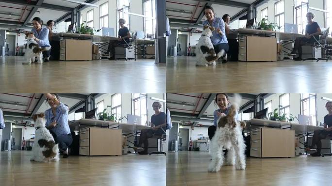女商人在创意办公室与狗一起玩