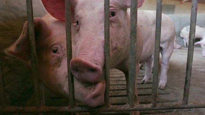 在工业养猪场上，幼猪透过围栏的栅栏