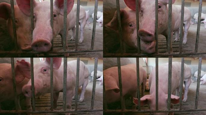 在工业养猪场上，幼猪透过围栏的栅栏