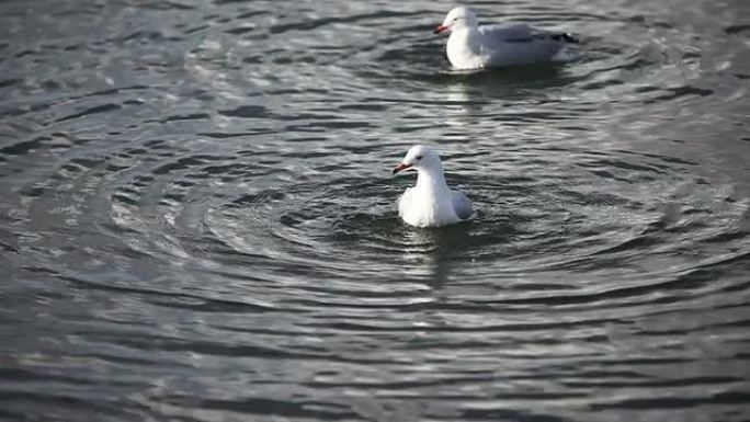 正在洗澡的海鸥野生动物保护生物生态飞翔飞