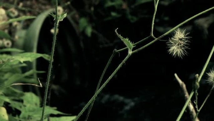 HD：深色排水管野外户外杂草草丛野生植物