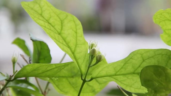 茉莉花蕾。花骨朵特写镜头茶叶原材料