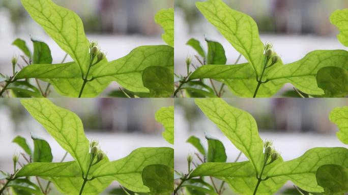 茉莉花蕾。花骨朵特写镜头茶叶原材料