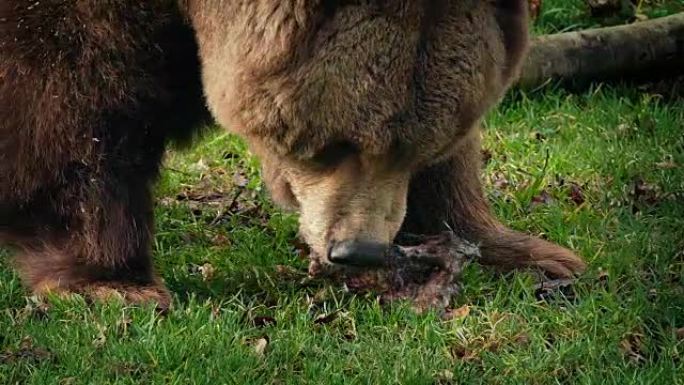 熊在草地上吃东西特写